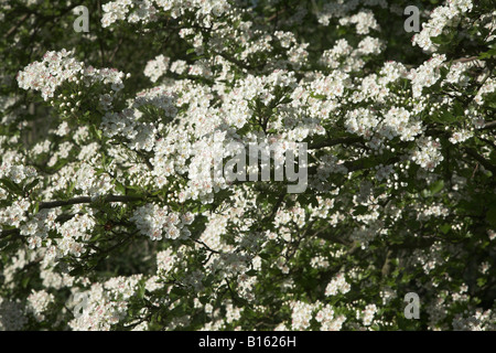 Blüte auf gemeinsamen Weißdorn Baum, Crataegus Monogyna, Nahaufnahme Stockfoto