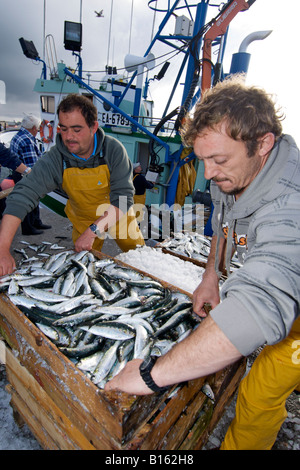 Die Fischer ihren Fang von Sardinen in die Stadt Camariñas auf der atlantischen Küste von Spanien Region Galicien auslagern. Stockfoto