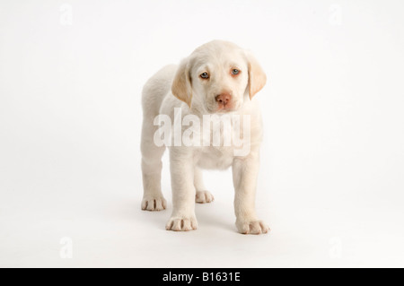 weiße Labrador-Welpe mit auf weißem Hintergrund Stockfoto