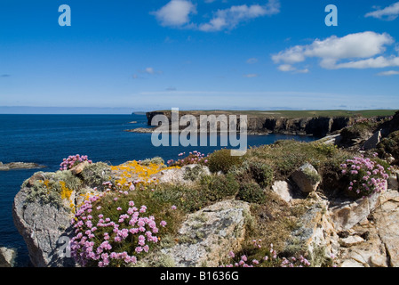 dh YESNABY ORKNEY Seapinks auf Seacliff top Felsenküste Stockfoto