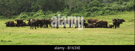 Herde Büffel in Kenia Afrika Stockfoto