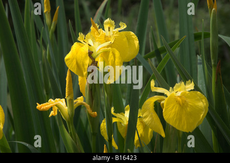 Iris Pseudacorus gelbe Flagge Iris Blume und Blatt Stängel Stockfoto