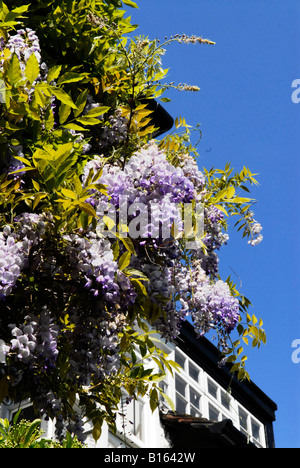 London National Gardens Scheme Open Suburban Garden Day für wohltätige Zwecke Nahaufnahme des schönen mauve Wisteria Haus Stockfoto