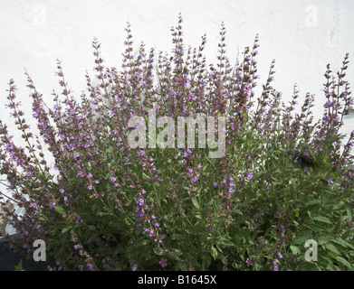 Katze Minze Pflanze in Blüte Stockfoto