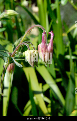 London National Gardens Scheme, Nahaufnahme Aqualegia, European Columbine, Granny's Bonnet, Granny's Nightcap, Gewöhnliche Columbine rosa Mauve Knospen Stockfoto