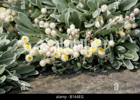 Strohblume oder ewige Blume, Helichrysum sibthorpii, Asteraceae (Compositae). Griechenland Stockfoto