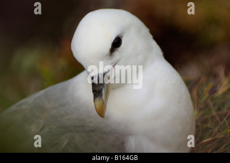 Fulmar Fulmarus Cyclopoida Handa Insel NW Schottland Stockfoto