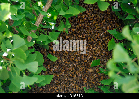 "Schwarm ^ Honigbienen in Ginko Baum,"San Francisco", Kalifornien" Stockfoto