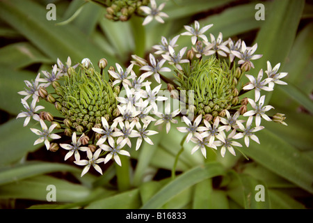 Portugiesische Squill, Scilla peruviana, algerische Creme, Hyazinthaceae. Stockfoto