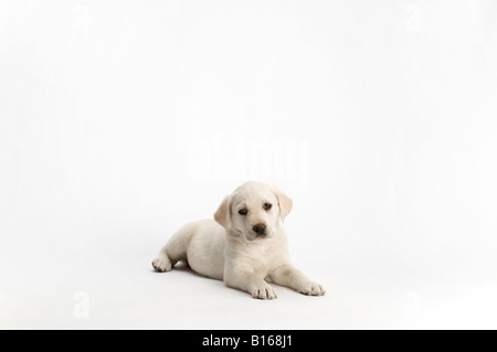 Labrador-Welpe posiert auf weißem Hintergrund Stockfoto