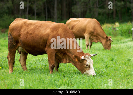 Braune Kühe in einem Feld in A Coruña Provinz von Spanien Region Galicien. Stockfoto