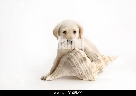 spielerische Labradorwelpe mit großen Muschel auf weiß Stockfoto