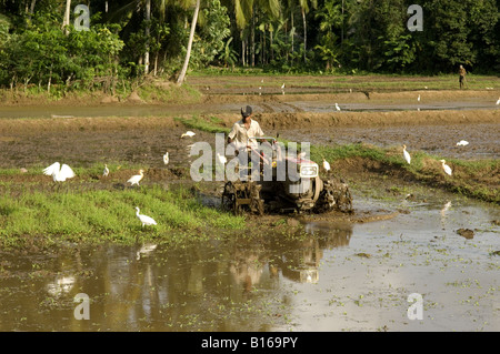 Arbeit in den Reisfeldern Stockfoto