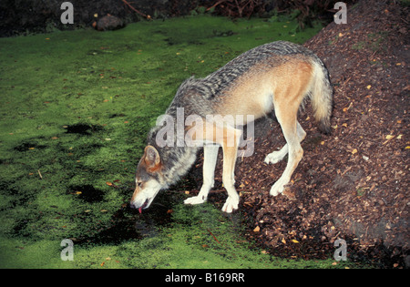 Loup Gris grauer Wolf Erwachsenen Canis Lupus aus Küste Amerika amerikanische Erwachsene Erwachsene Tier wird Canid Canidae c trinken Stockfoto