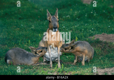 Mara patagonischen Meerschweinchen Patagonian Hasen Maras Dolichotis Patagonum Weibchen seine jungen Tiere Caviidae Jungenaufzucht Jungti Spanferkel Stockfoto