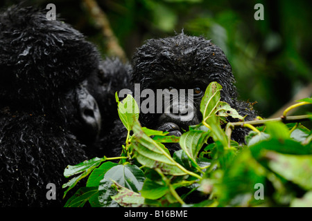 Mountain Gorilla Säuglings- und weibliche Parc National des Vulkane Ruanda Stockfoto