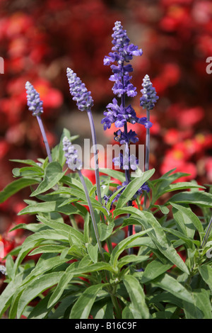 Von Chester, England.  Nahaufnahme von Sommerblumen in der Chester Grosvenor Park. Stockfoto