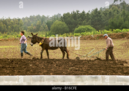 Ein spanischer Mann und eine Frau mit ihrem Esel betriebene Pflug in ihren Bereichen in der Region Galicien in Spanien. Stockfoto