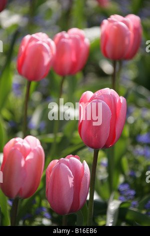 Von Chester, England. Am frühen Morgen Nahaufnahme von Frühling Tulpen in der Chester Grosvenor Park. Stockfoto