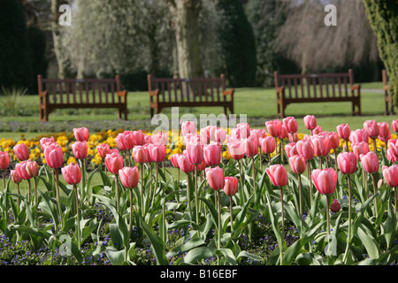 Von Chester, England. Am frühen Morgen Blick auf Frühjahr Tulpen im Grosvenor Park mit leeren Bänken im Hintergrund. Stockfoto