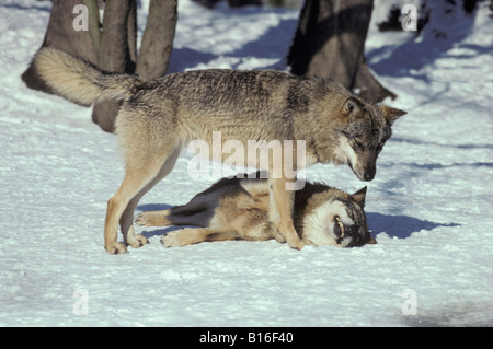 Europäischer Wolf Canis Lupus zwei Individuen im Schnee mit einem auf dem Rücken liegend zwar die anderen Ständen über es Tiere Verhalten Ca Stockfoto