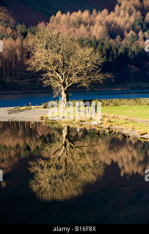 Einsamer Asche Baum am Ufer des englischen Lake District Cumbria Buttermere Stockfoto