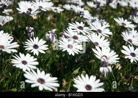 Weißer Umhang Gänseblümchen Blumen blühende Gänseblümchen osteospermum Nahaufnahme Stockfoto