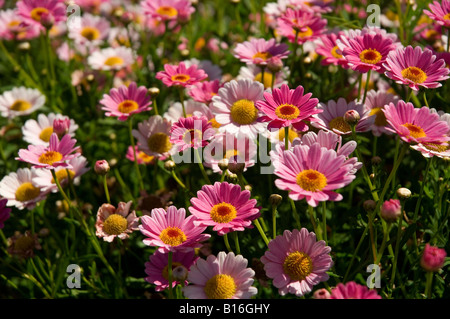 Pink marguerite Marguerite Blumen blühen im Sommer Blütenbeet argyranthemum frutescens aus der Nähe Stockfoto