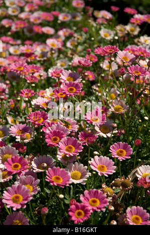 Pink marguerite Marguerite Blumen blühen im Sommer Blütenbeet argyranthemum frutescens aus der Nähe Stockfoto