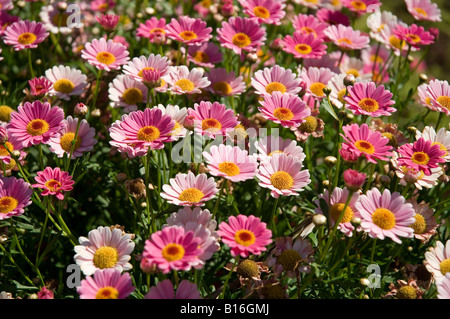 Pink marguerite Marguerite Blumen blühen im Sommer Blütenbeet argyranthemum frutescens aus der Nähe Stockfoto