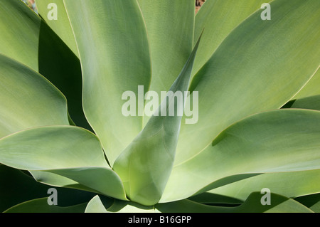 Blattblätter der Agave attenuata Sukkulente Pflanze Sukkulenten Pflanzen Gattung agavaceae aus der Nähe Stockfoto