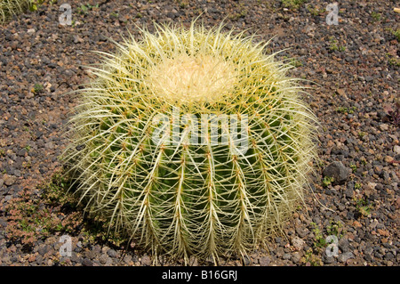 Nahaufnahme des Golden Barrel Cactus Echinocactus grusonii genus cactaceae Stockfoto