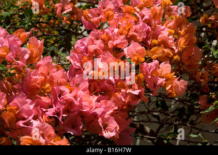 Pfirsichblüten Blüten Blüten Blüten bougainvillea bougainvilleas Nahaufnahme Nyctaginaceae Madeira Portugal EU Europa Stockfoto