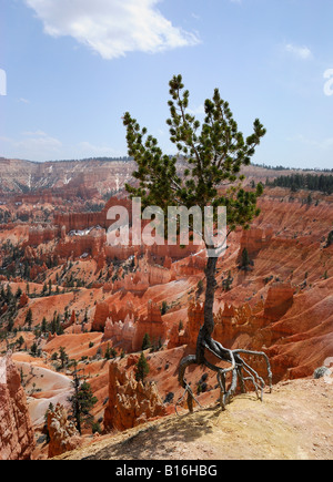 Bryce Canyon National Park - Baum mit freiliegenden Wurzeln am Sunrise Point Stockfoto