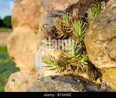 Wilde Sukulente, die in einer Steinmauer wächst ungewöhnlich großbritannien Stockfoto