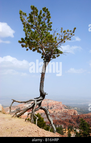 Bryce Canyon National Park - Baum mit freiliegenden Wurzeln am Sunrise Point Stockfoto