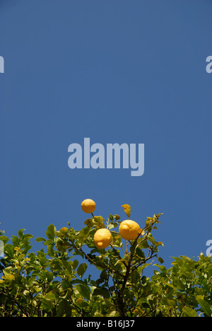 Zitronen wachsen auf einem Baum, Pedreguer, Provinz Alicante, Spanien Stockfoto