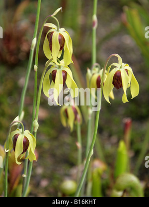 California Pitcher Pflanze, Cobra Lily oder Cobra Pflanze, Darlingtonia californica, Sarraceniaceae. Oregon, Kalifornien, USA Stockfoto