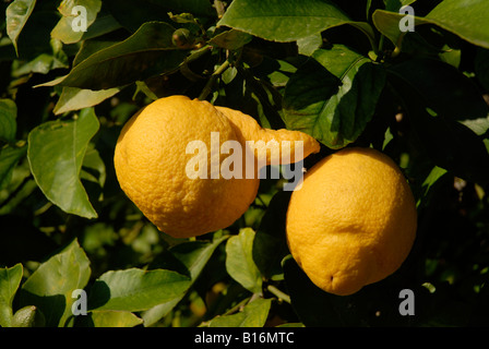 Zitronen wachsen auf einem Baum, darunter auch eine, die Missgebildet ist, Pedreguer, Provinz Alicante, Spanien Stockfoto