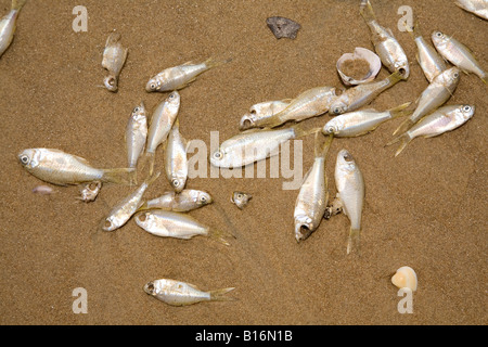 Tote Fische auf Bekal Fort Beach in der Nähe von Kasaragod, Kerala. Die Fische haben von Fischern verworfen worden. Stockfoto