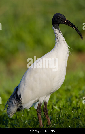 Australische weißer Ibis Stockfoto