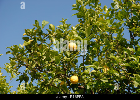 Zitronen wachsen auf einem Baum, Pedreguer, Provinz Alicante, Spanien Stockfoto