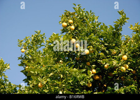 Zitronen wachsen auf einem Baum, Pedreguer, Provinz Alicante, Spanien Stockfoto