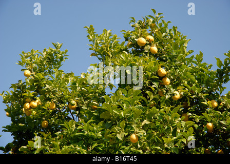 Zitronen wachsen auf einem Baum, Pedreguer, Provinz Alicante, Spanien Stockfoto