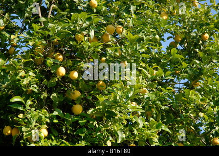 Zitronen wachsen auf einem Baum, Pedreguer, Provinz Alicante, Spanien Stockfoto