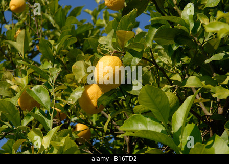 Zitronen wachsen auf einem Baum, Pedreguer, Provinz Alicante, Spanien Stockfoto