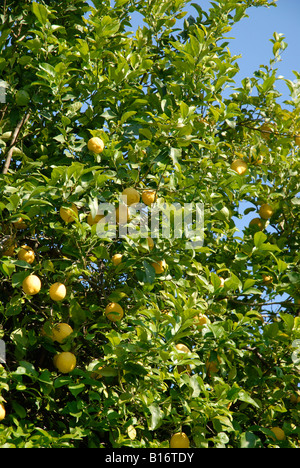 Zitronen wachsen auf einem Baum, Pedreguer, Provinz Alicante, Spanien Stockfoto