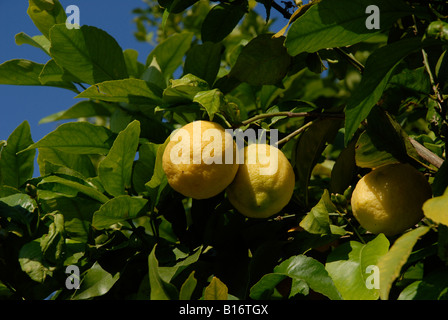 Zitronen wachsen auf einem Baum, Pedreguer, Provinz Alicante, Spanien Stockfoto