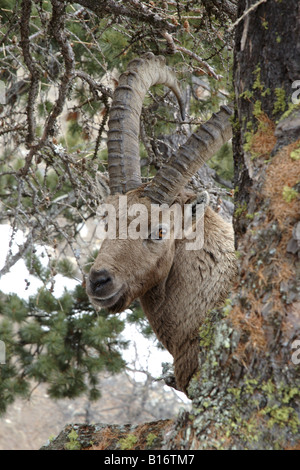 Bouquetin Stambecco Capra Ibex männlichen Herbst Berg Maschio Autunno Montagna Valnoney Cogne Parco Nazionale Gran Paradiso Valle Stockfoto