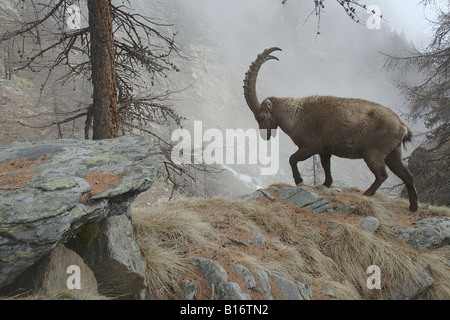 Bouquetin Stambecco Capra Ibex männlichen Herbst Berg Maschio Autunno Montagna Valnoney Cogne Parco Nazionale Gran Paradiso Valle Stockfoto